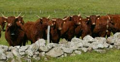 La production allaitante du Cantal