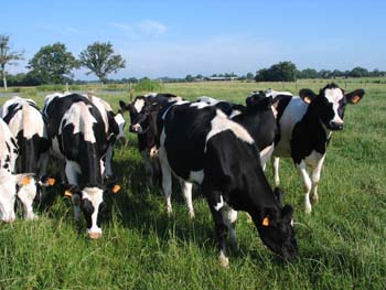 Génisses du Cantal